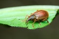 Beetle Broad-nosed weevil (Coleoptera: Curculionoidea)