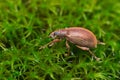 Beetle Broad-nosed weevil (Coleoptera: Curculionoidea)