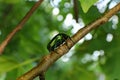 Beetle bronze crawling on a tree branch. ÃÂ¡etonia aurata.