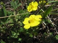 Beetle bronze crawling on a yellow spring flower in the forest on a Sunny day