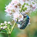 Beetle Bronzovka golden