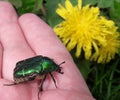 beetle bronzovka on a hand