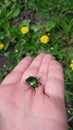 beetle bronzovka on a hand