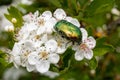 Beetle bronzovka sitting on a white flower with green leaves