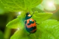 Beetle bug on green leaf and sun light effect Royalty Free Stock Photo