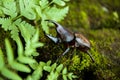 Brown Tropical Beetle Bug