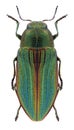 Beetle Buprestis aurulenta