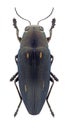 Beetle Buprestis dalmatina