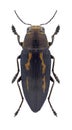 Beetle Buprestis dalmatina