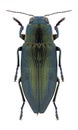 Beetle Buprestis haemorrhoidalis araratica Royalty Free Stock Photo