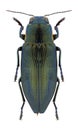 Beetle Buprestis haemorrhoidalis araratica