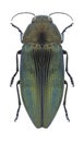 Beetle Buprestis rustica nickerli