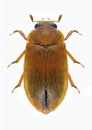 Beetle Byturus ochraceus