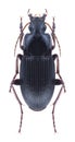 Beetle Calathus fuscipes Royalty Free Stock Photo