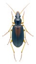 Beetle Calathus halensis Royalty Free Stock Photo