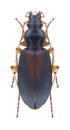 Beetle Calathus halensis Royalty Free Stock Photo