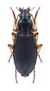 Beetle Calathus halensis Royalty Free Stock Photo
