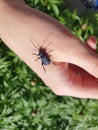 beetle Callidium violaceum