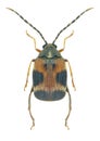 Beetle Callosobruchus maculatus