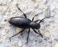 Beetle Calosoma investigator Royalty Free Stock Photo