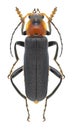 Beetle Cantharis fusca Royalty Free Stock Photo