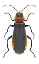 Beetle Cantharis fusca