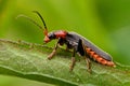 Beetle Cantharis lateralis which sitting on a blade