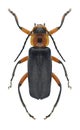 Beetle Cantharis rustica