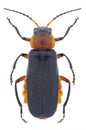 Beetle Cantharis rustica Royalty Free Stock Photo