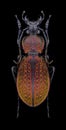 Beetle Carabus armeniacus Royalty Free Stock Photo