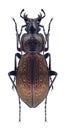 Beetle Carabus armeniacus