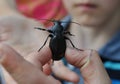 Beetle Carabus coriaceus in a boy's hand