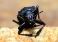 Beetle - Carabus coriaceus