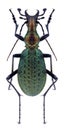 Beetle Carabus leechi huisaensis Royalty Free Stock Photo