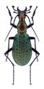 Beetle Carabus leechi huisaensis