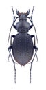 Beetle Carabus nestor loui Royalty Free Stock Photo