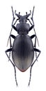 Beetle Carabus titanus corpulentior Royalty Free Stock Photo