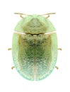 Beetle Cassida palaestina Royalty Free Stock Photo