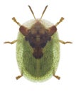 Beetle Cassida panzeri Royalty Free Stock Photo