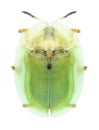 Beetle Cassida rubiginosa Royalty Free Stock Photo