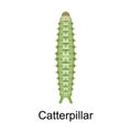 Beetle caterpillar vector icon.Realistic vector icon isolated on white background beetle caterpillar.