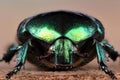 Beetle (Cetonia aurata). Extreme macro Royalty Free Stock Photo
