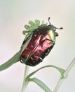 Beetle Cetonia aurata (rose chafer)