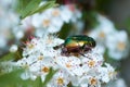 Beetle cetonia aurata sitting on hawthorn flowers