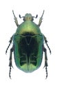 Beetle Cetonia carthami aurataeformis