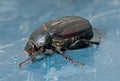 Beetle chafer 5 Royalty Free Stock Photo