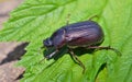 Beetle chafer 6 Royalty Free Stock Photo