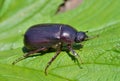 Beetle chafer 5 Royalty Free Stock Photo