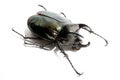 Beetle chalcosoma caucasus on white background Royalty Free Stock Photo