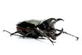 Beetle chalcosoma caucasus on white background Royalty Free Stock Photo